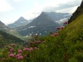 Mountain wildflowers