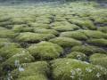 Moss