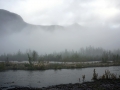 Foggy river bank