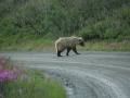 Griz Crossing Road