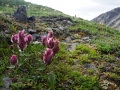 Flowers By Anderson Pass