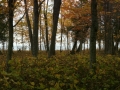 view from lake superior cabin.jpg