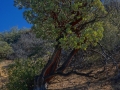 cool tree