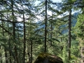 wooded overlook