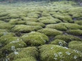 Moss